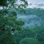 Top 10 Reasons why it’s Important to Conserve Forests