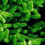 Top 10 Most Dangerous Bacteria on Earth