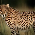 Top 10 Fastest Animals in the World