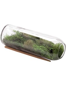 Moss Terrarium Bottle By Potting Shed