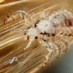 Top 10 Surprising Benefits of Head lice