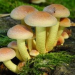 Top 10 Most Dangerous Mushrooms in the World