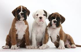 Top 10 Best Dog Breeds in the World in 2014