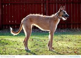 American Staghound