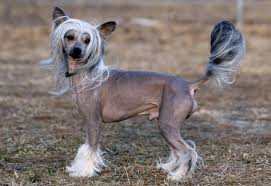 Chinese Crested