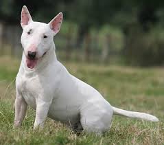 English Bull Terrier