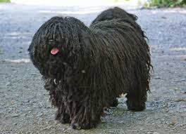 Hungarian Puli