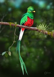 The Resplendent Quetzal