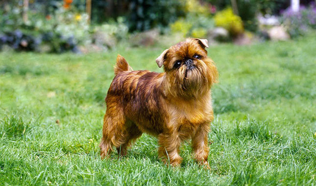 Top 10 Ugliest Dog Breeds in the World 2016