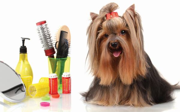 Top 10 Best Dog Groomers in 2016 Reviews